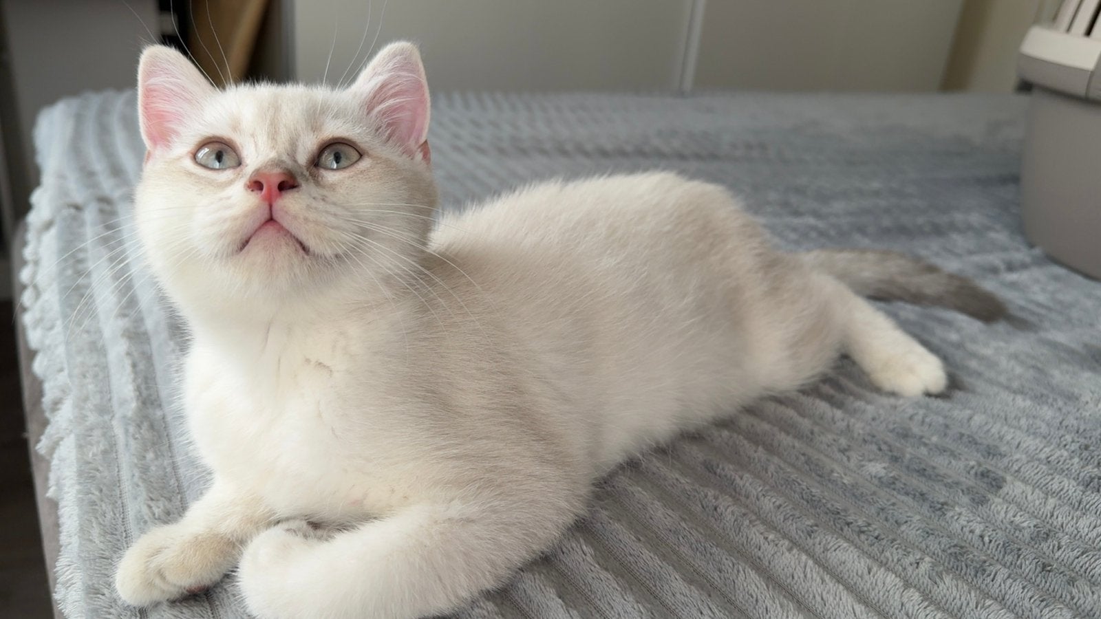 2 Britse korthaar kittens – gechipt, gevaccineerd, Dieren en Toebehoren, Meerdere dieren, Gechipt, 0 tot 2 jaar