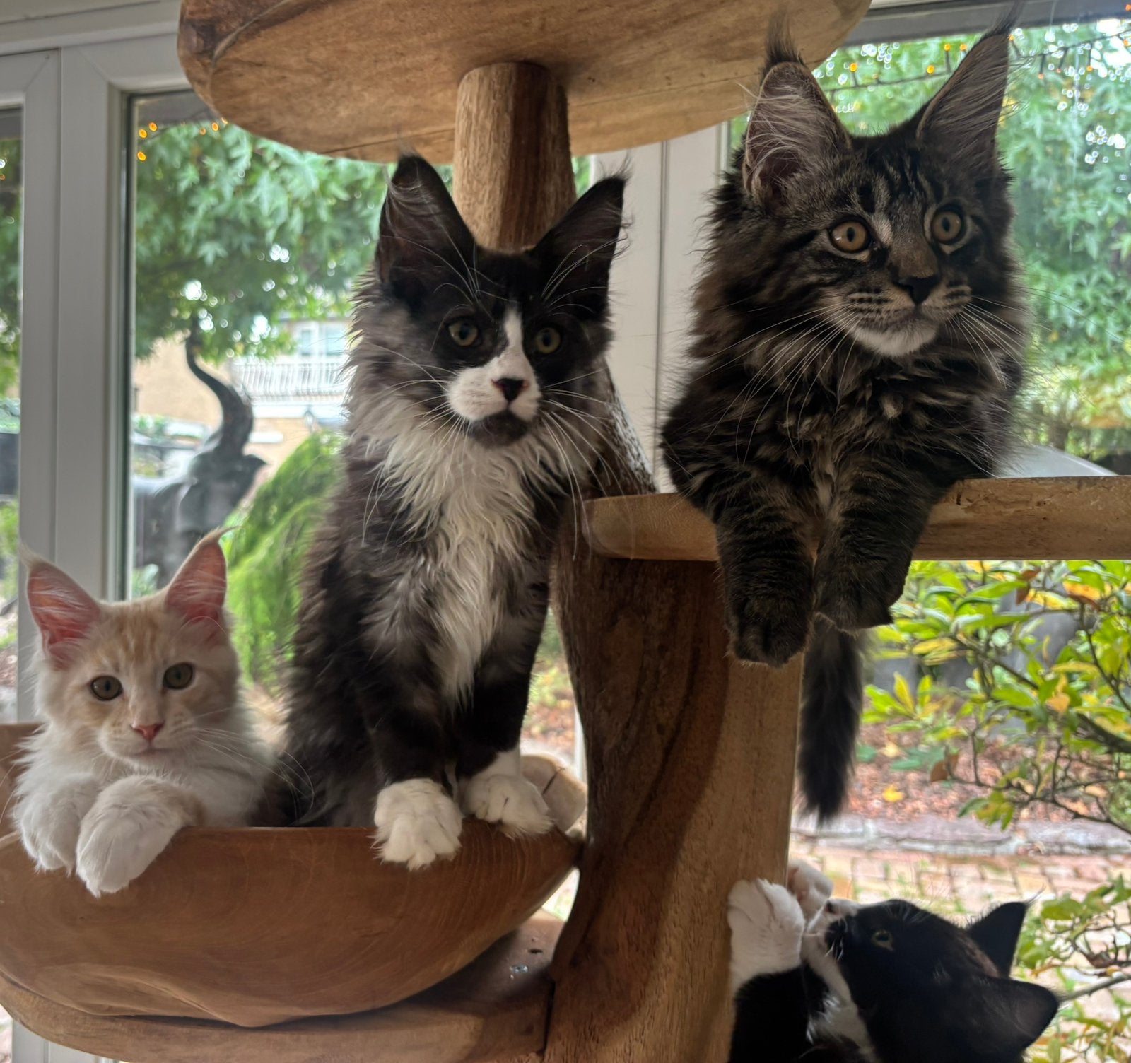 XXL Maine Coon Kittens beschikbaar €1450 met stamboom, Meerdere dieren, Met stamboom