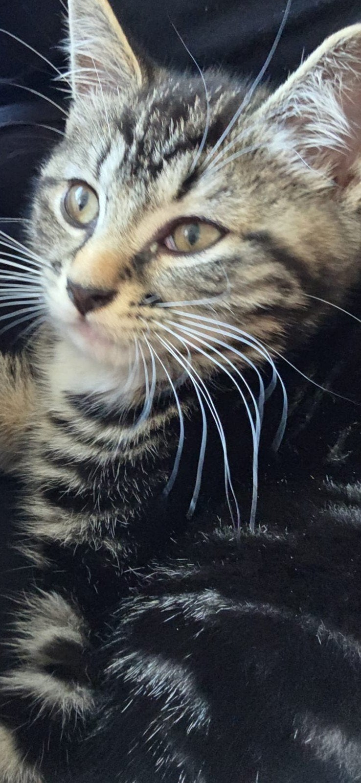kater ter adoptie, Kater