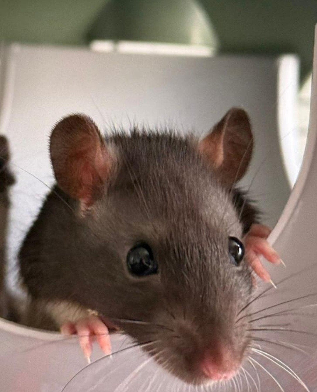 Tamme ratten, Japanners, Dieren en Toebehoren, Knaagdieren, Rat, Februari, Meerdere dieren, Tam