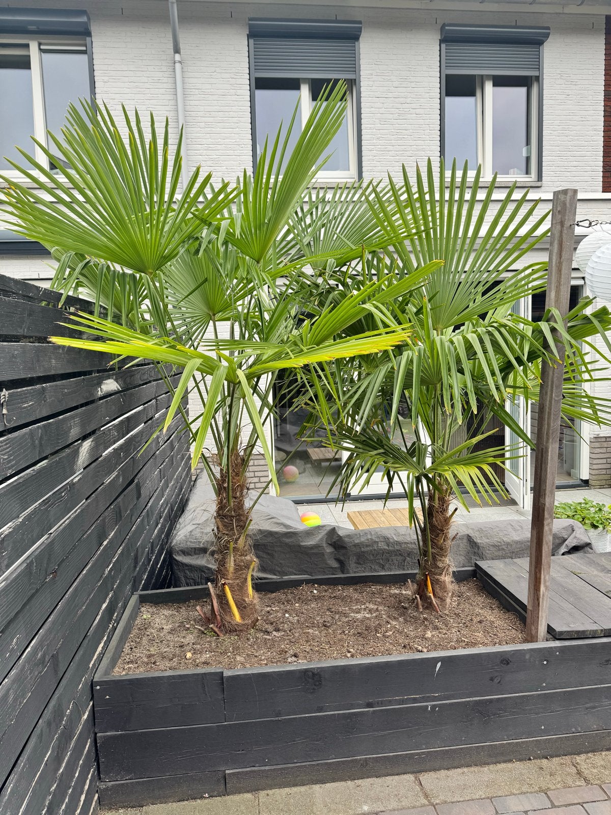 Twee prachtige Trachycarpus Fortunei palmbomen, Tuin en Terras, Volle zon, Vaste plant, Bloeit niet, Ophalen