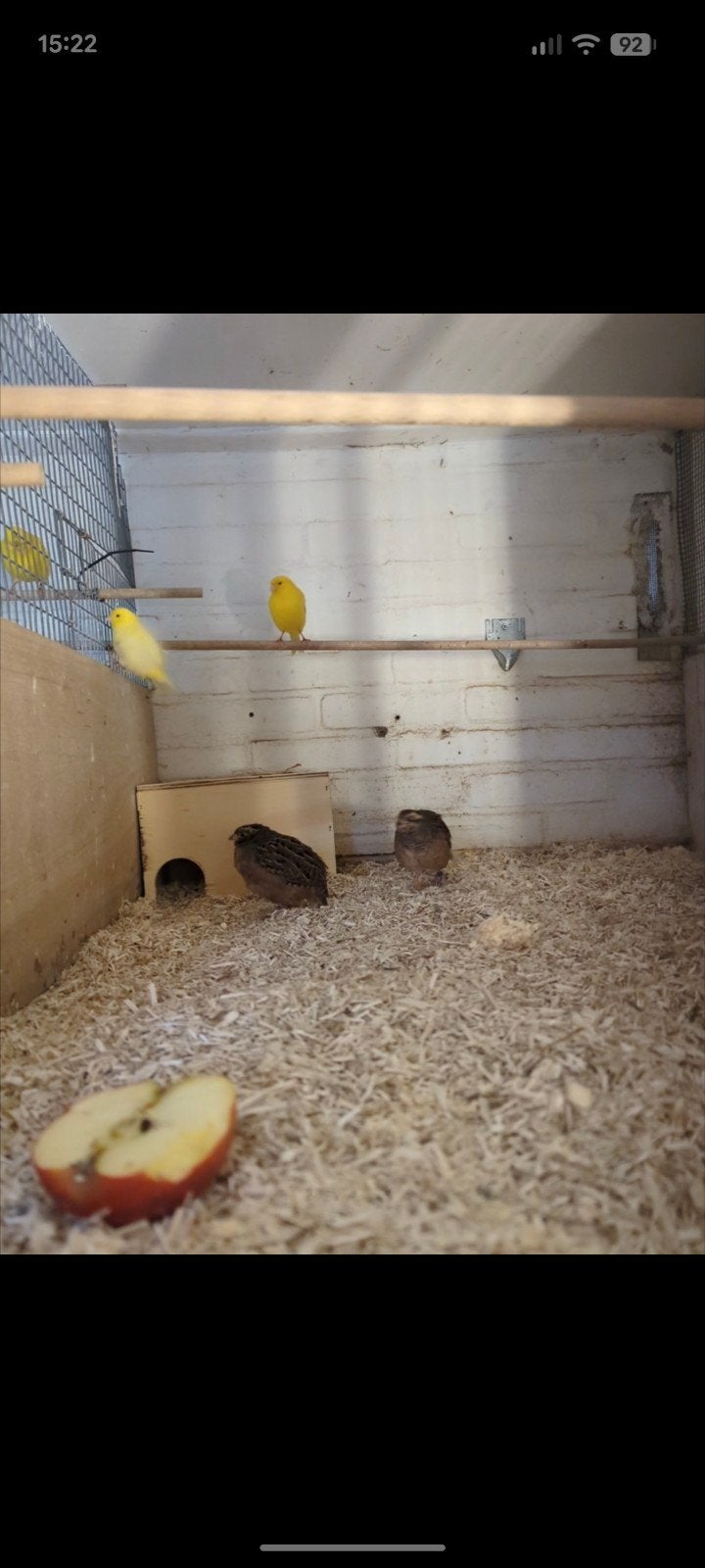 Koppel jungels bush kwartels, Dieren en Toebehoren, Vogels | Kanaries, Meerdere dieren, Kleurkanarie