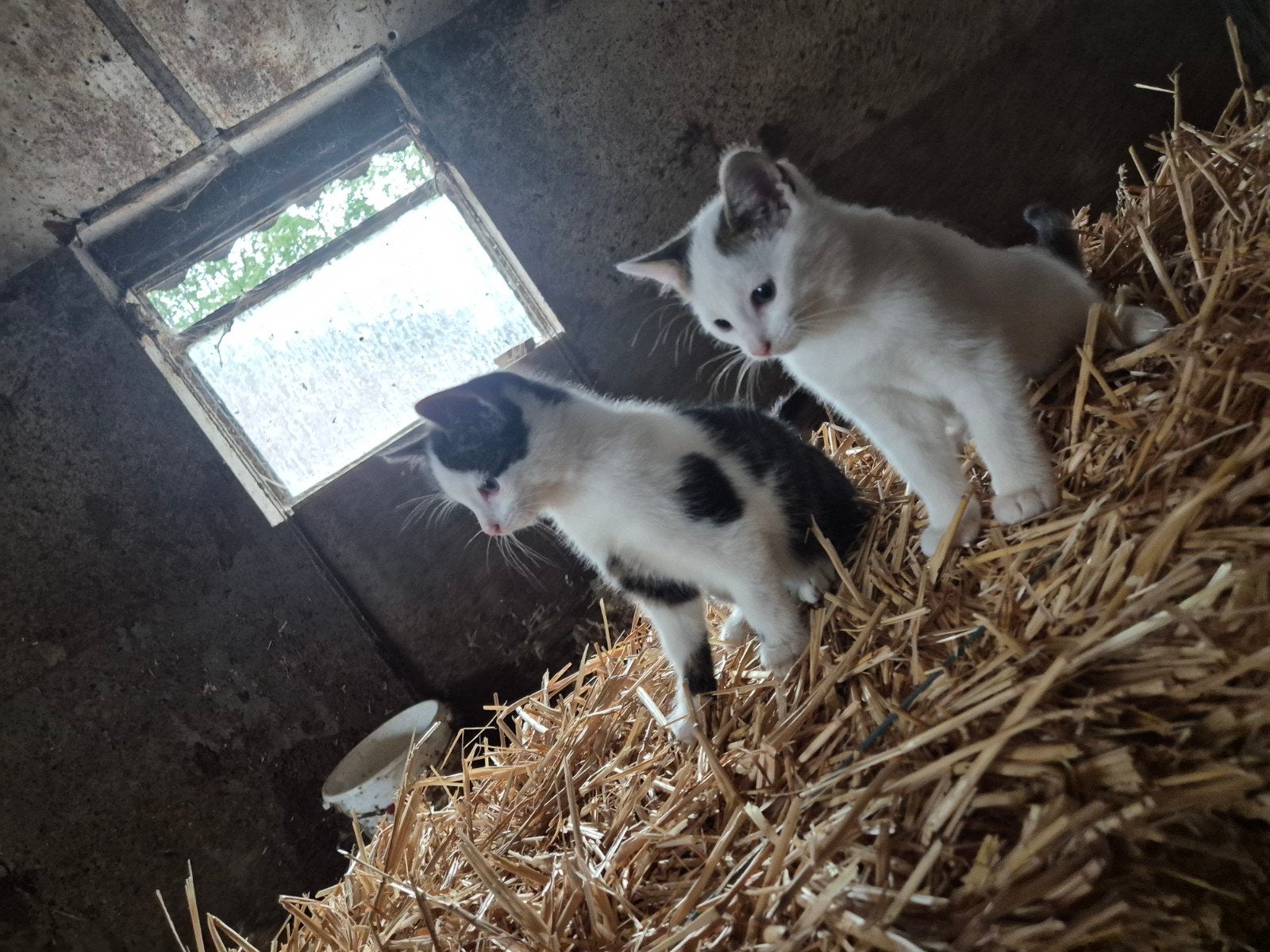 lieve boerderij kittens, Kater, Kortharig, 0 tot 2 jaar
