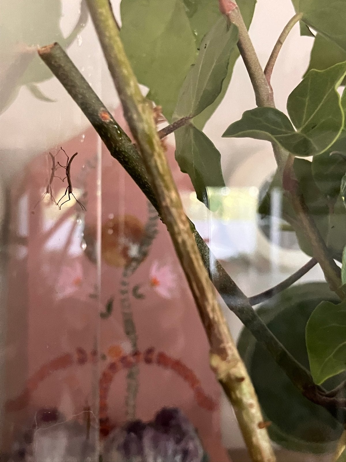 Wandelende tak, Dieren en Toebehoren, Insecten en Spinnen, Wandelende tak
