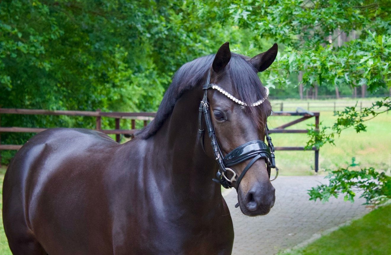 Prachtige 4 jarige NWR merrie te koop!, Dieren en Toebehoren, Merrie, Met stamboom, Dressuurpony, 3 tot 6 jaar