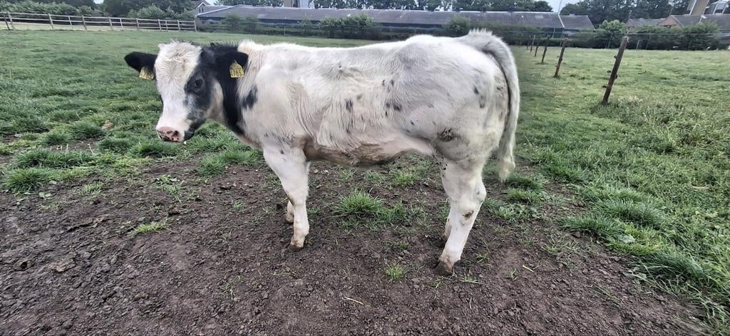 Dikbil, Vrouwelijk, Schaap