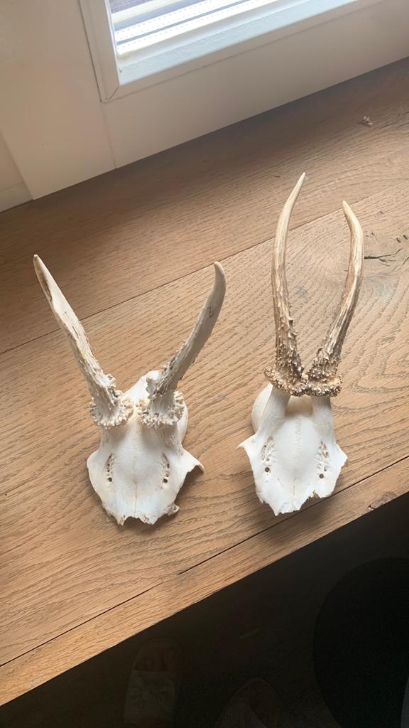 Reeëngeweien schedels - Set van 2 hertengewei, Ophalen of Verzenden, Zo goed als nieuw, Hert, Gewei of Kop
