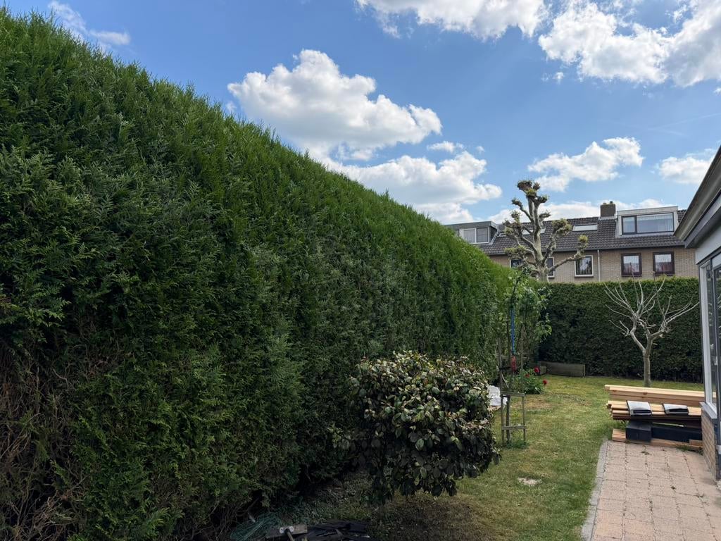 GRATIS coniferen | Zelf uitgraven | 300cm+ hoog, Verzenden, Conifeer, 250 cm of meer