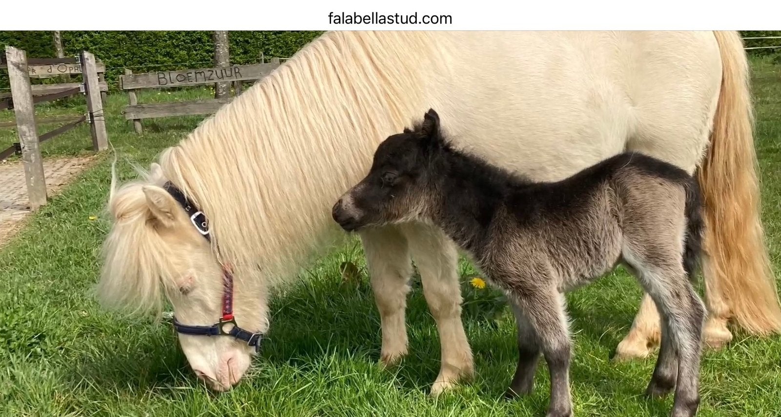 Goedgekeurde Falabella dekhengst 78 cm, Hengst
