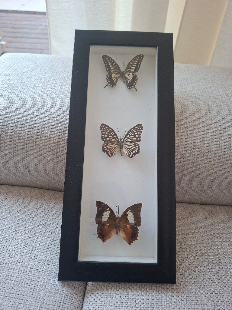 Lijst met vlinders, Overige materialen, Gebruikt, Overige typen, Ophalen of Verzenden