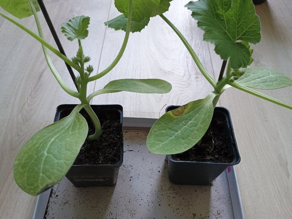 Courgette planten 'Black Beauty', Ophalen, Eenjarig, Groenteplanten, Volle zon