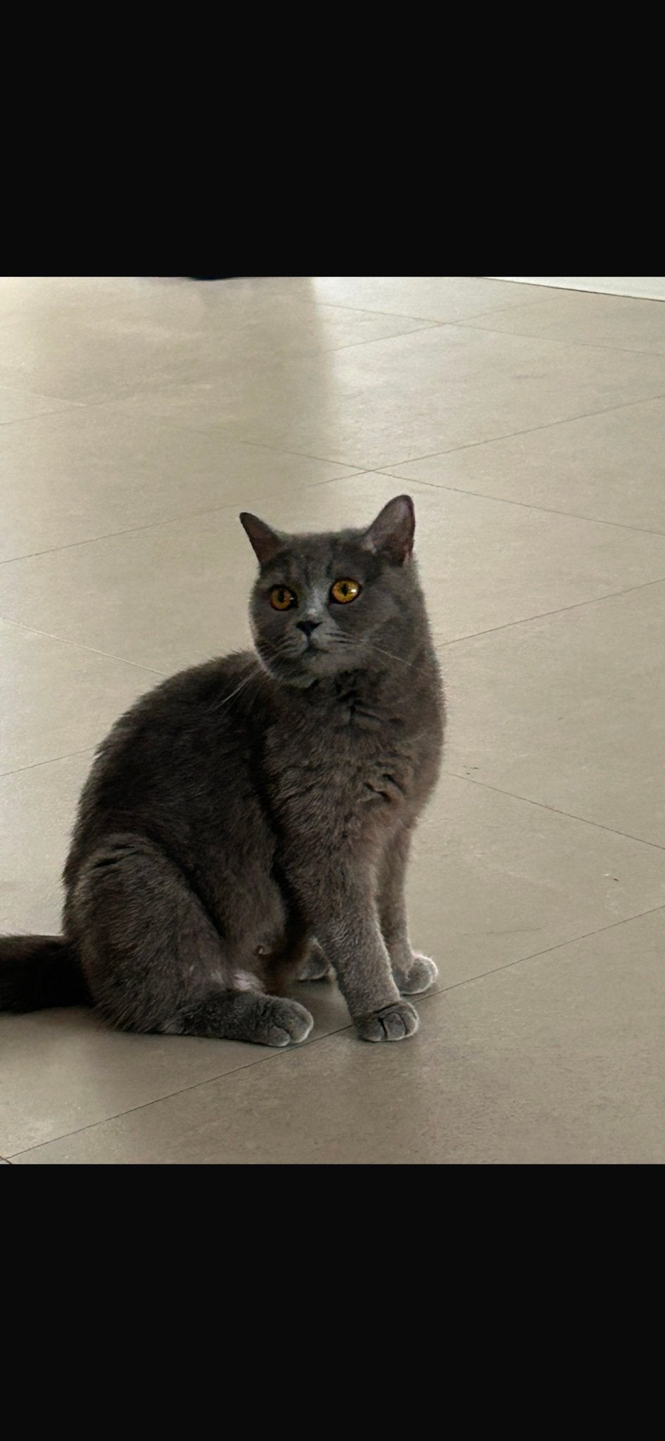 Britse korthaar poes, Poes, Ontwormd