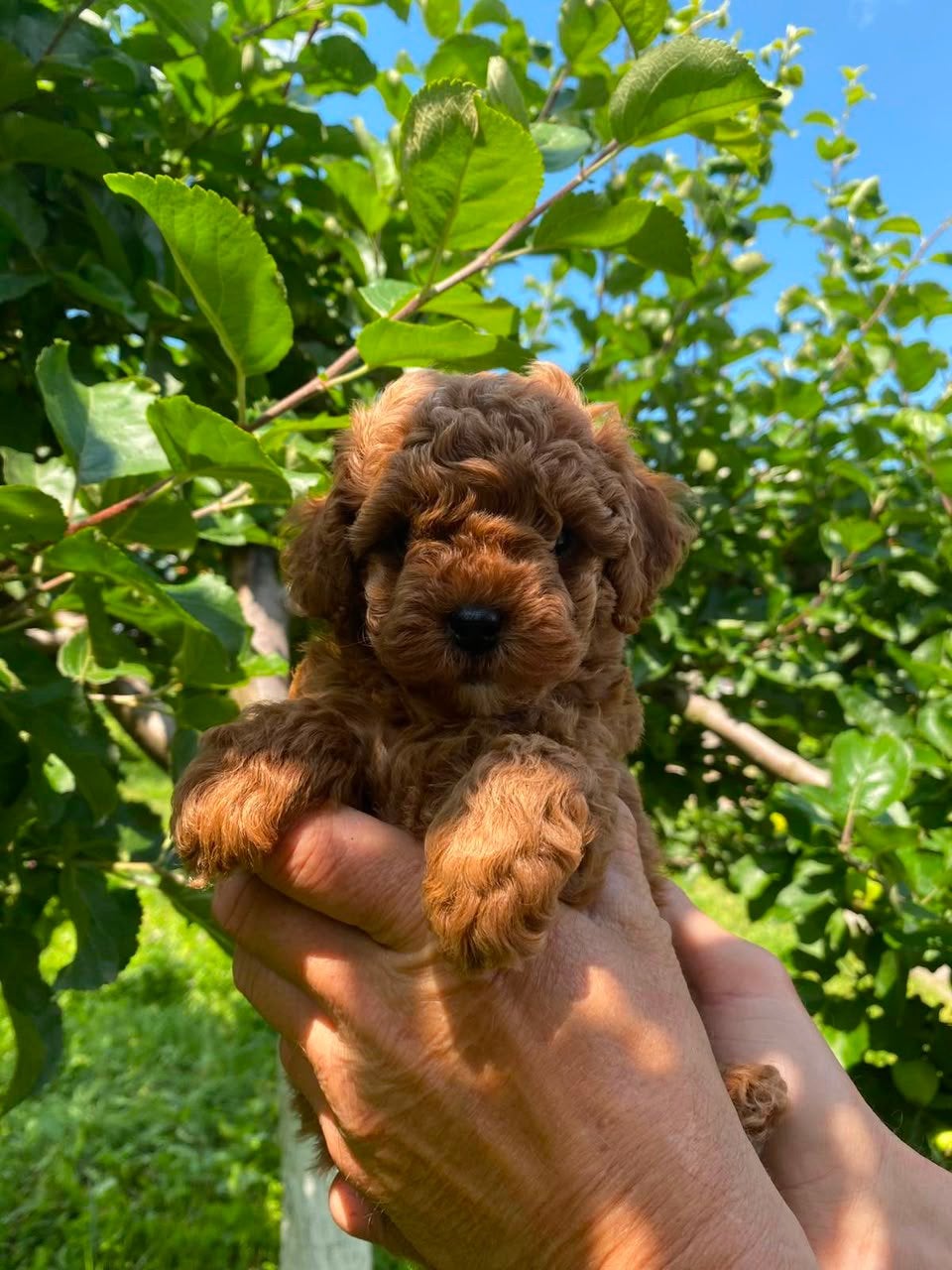 Toy poedel mini teefje, Poedel, 8 tot 15 weken, Teef, Parvo