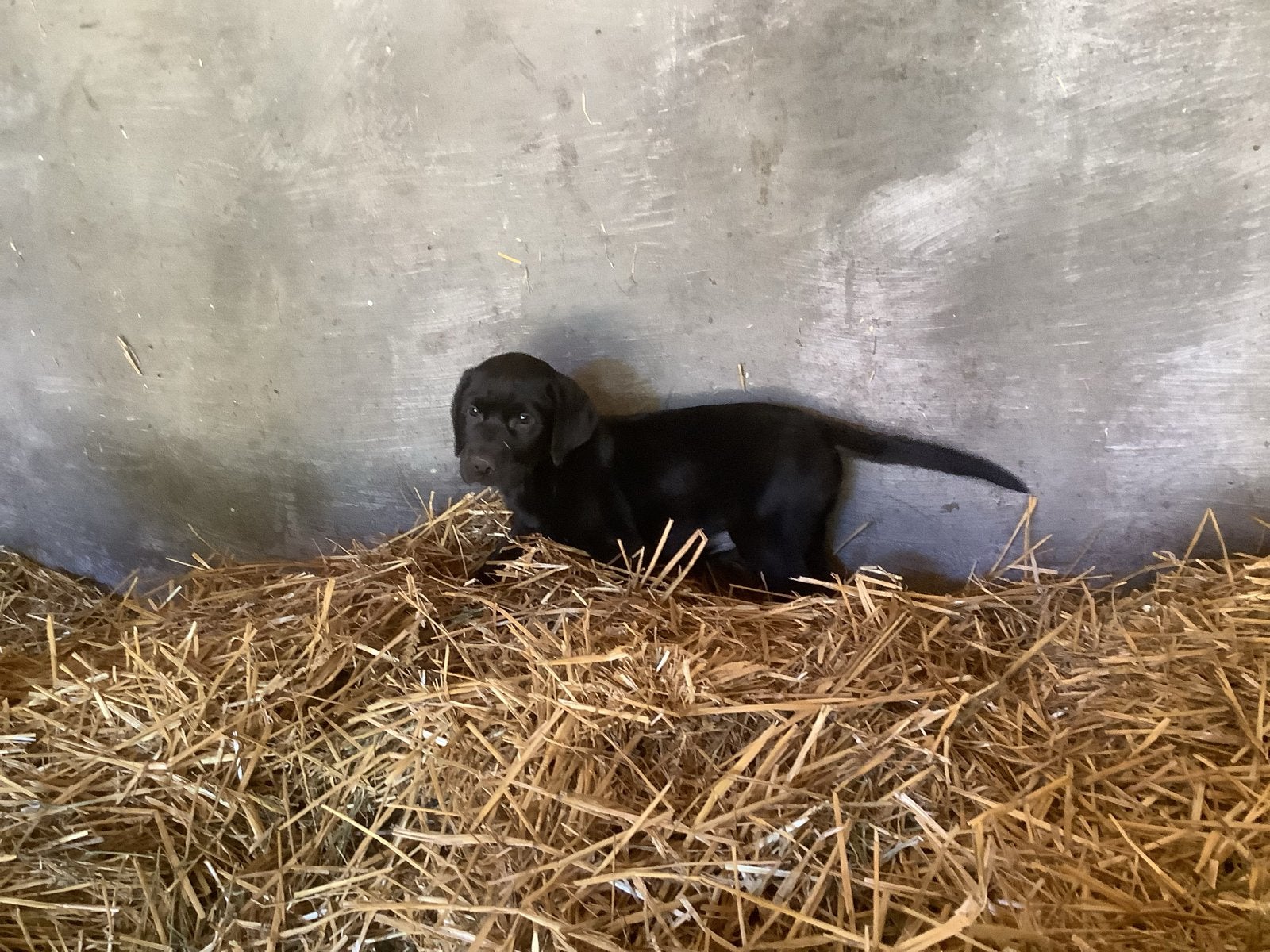 Mooie labrador pups!, 8 tot 15 weken, Labrador retriever, Meerdere, Meerdere dieren