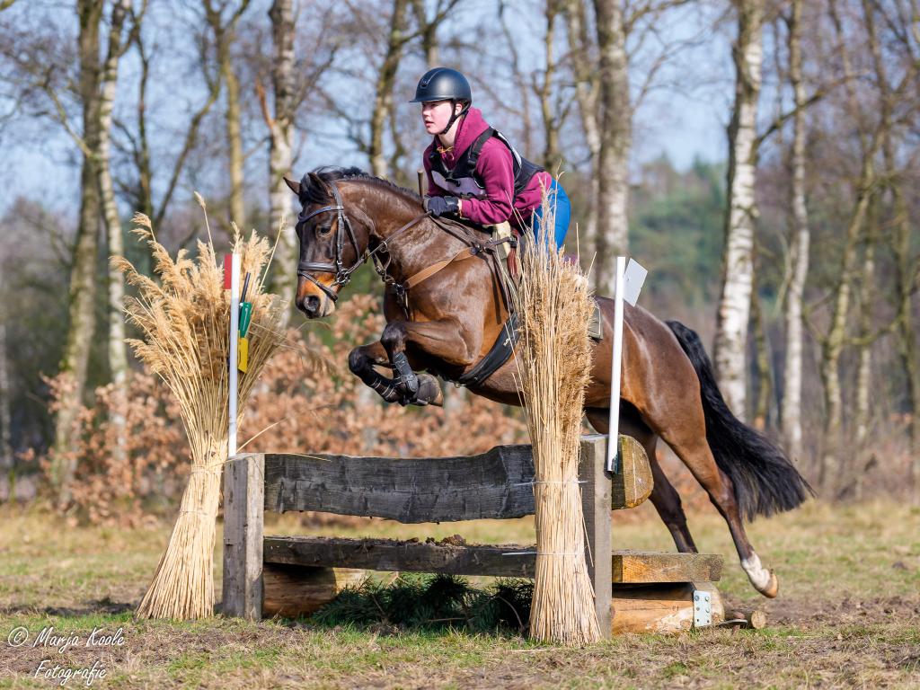 Lieve sportieve grote C merrie van 12 jaar., Z, Springpony, C pony (1.27m tot 1.37m), 11 jaar of ouder