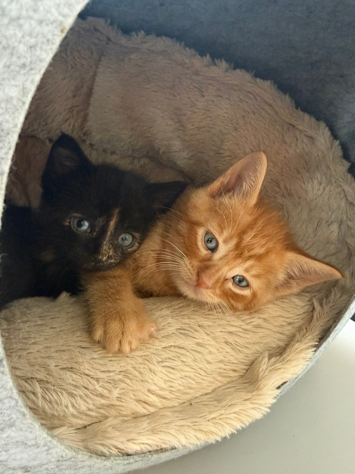 6 lieve kittens zoeken een thuis (8 weken), Meerdere dieren