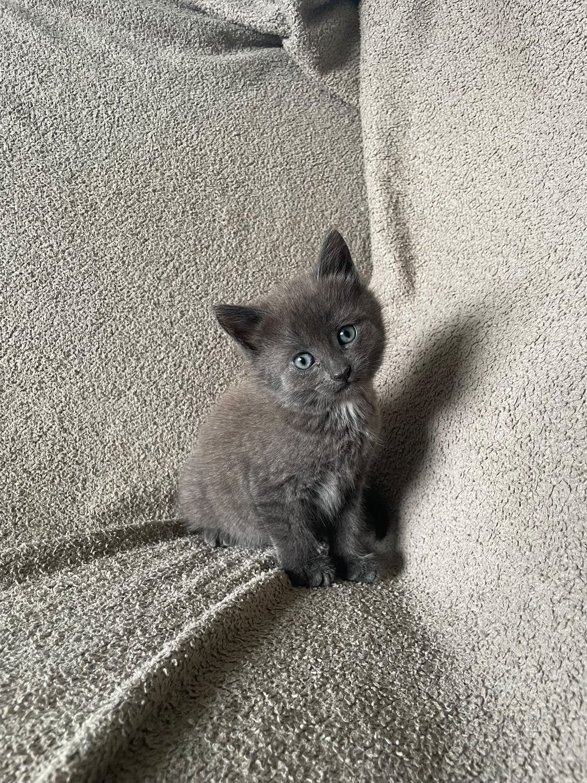 Lieve kittens, Meerdere dieren, Kortharig, 0 tot 2 jaar