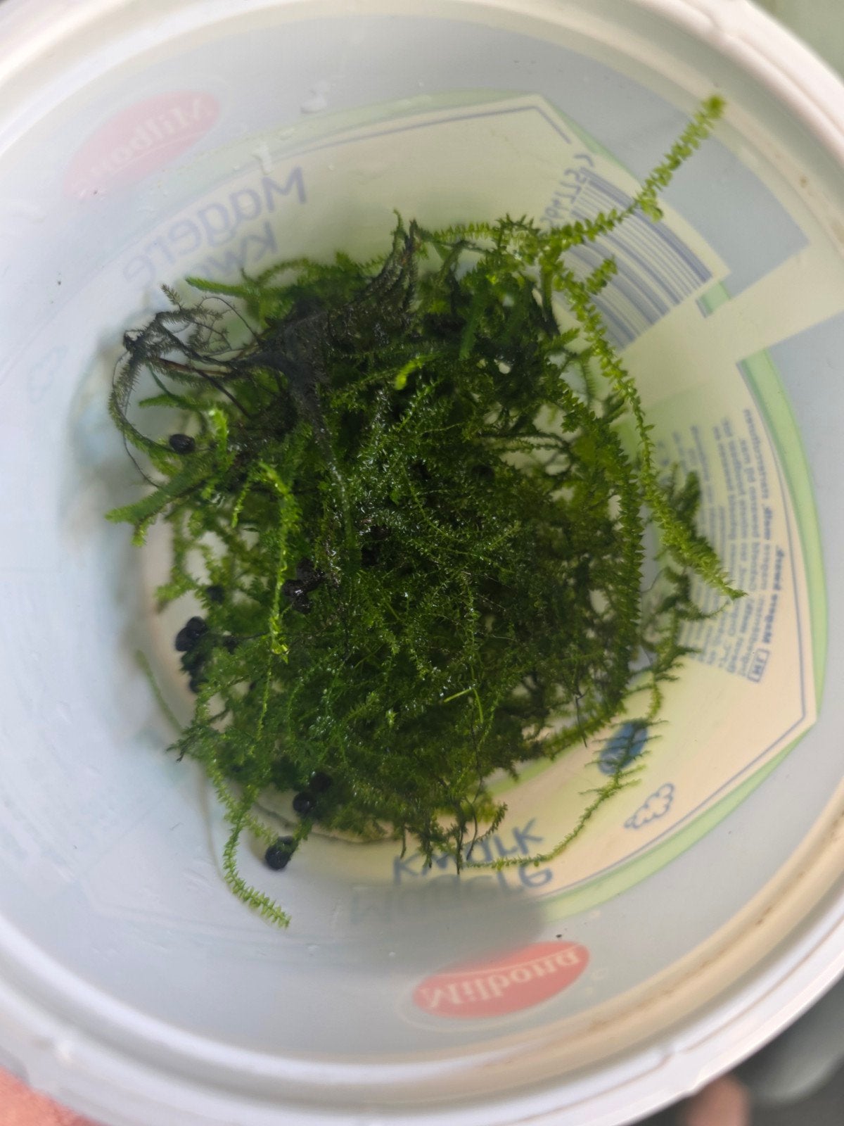 Mooie plukken fris aquariummos – €3 per portie!, Ophalen of Verzenden, Nieuw, Plant(en), Steen of Hout