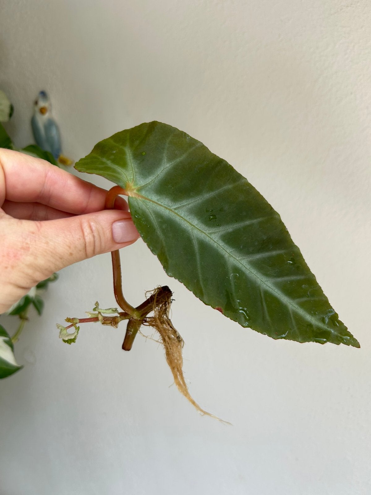Begonia grey feather, gewortelde stek, Huis en Inrichting, Kamerplanten, Ophalen of Verzenden, Halfschaduw, Minder dan 100 cm