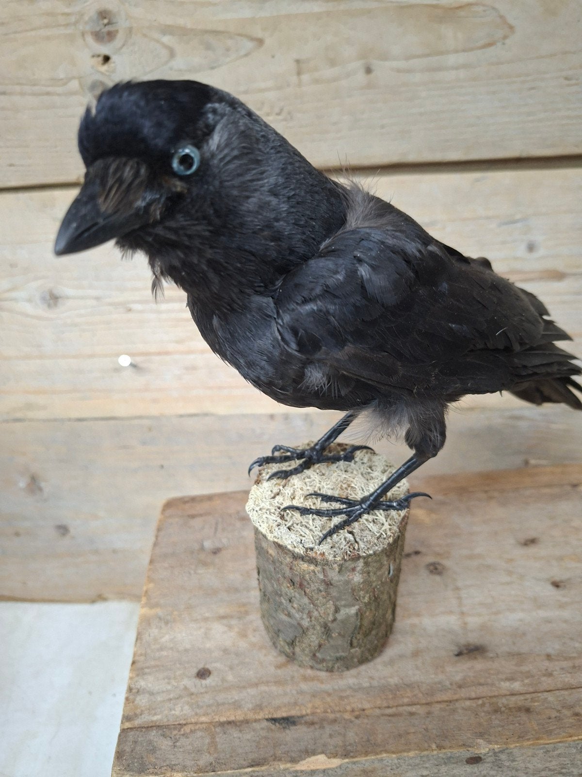 Opgezette Kauw - Prachtige Taxidermie, Ophalen of Verzenden, Zo goed als nieuw, Vogel, Opgezet dier