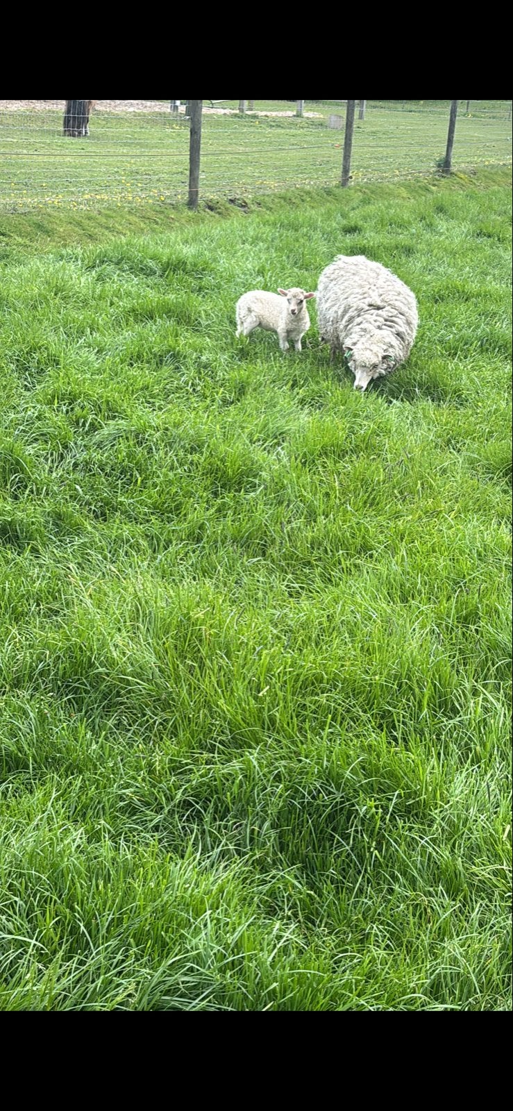 Ouessant, Dieren en Toebehoren, Meerdere dieren, Schaap