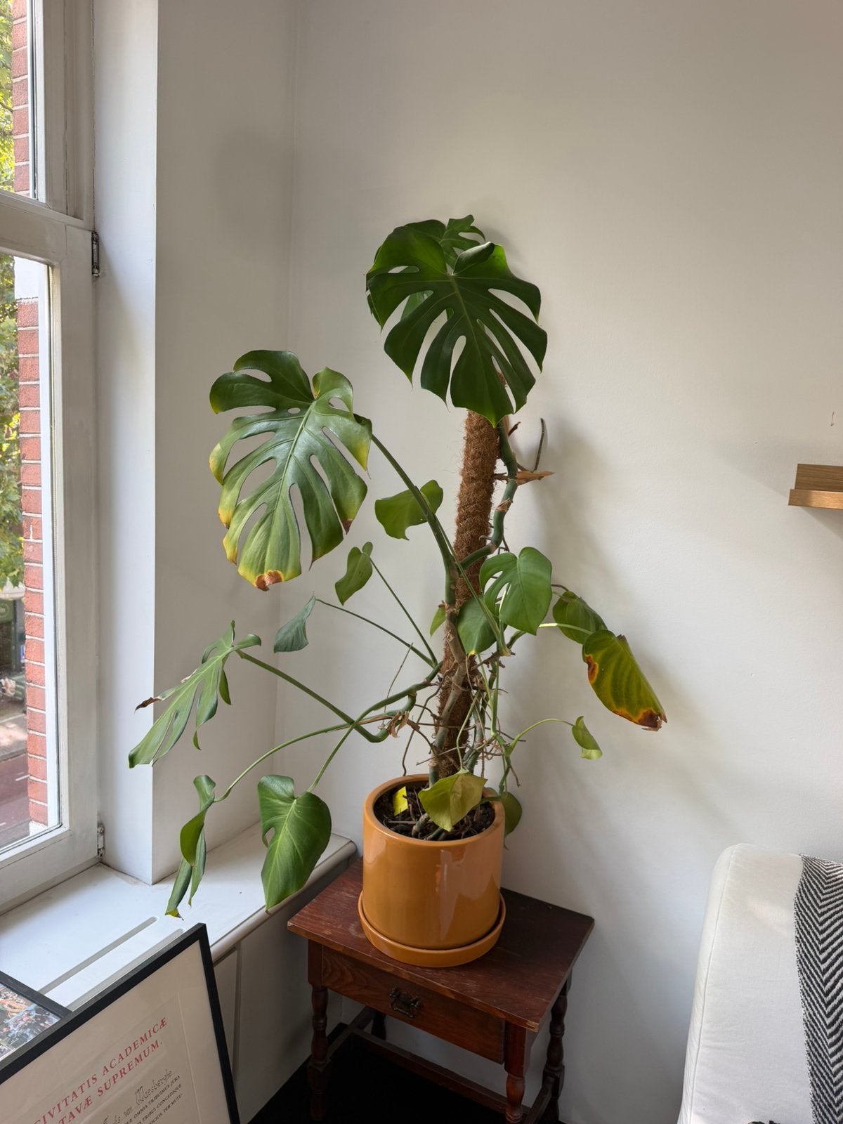 Grote kamerplanten – Monstera & Drakenklimop, Ophalen, Halfschaduw, Minder dan 100 cm