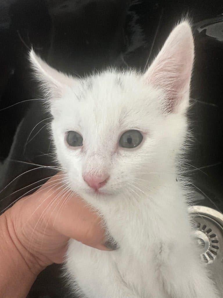 Kittens, Meerdere dieren, Ontwormd