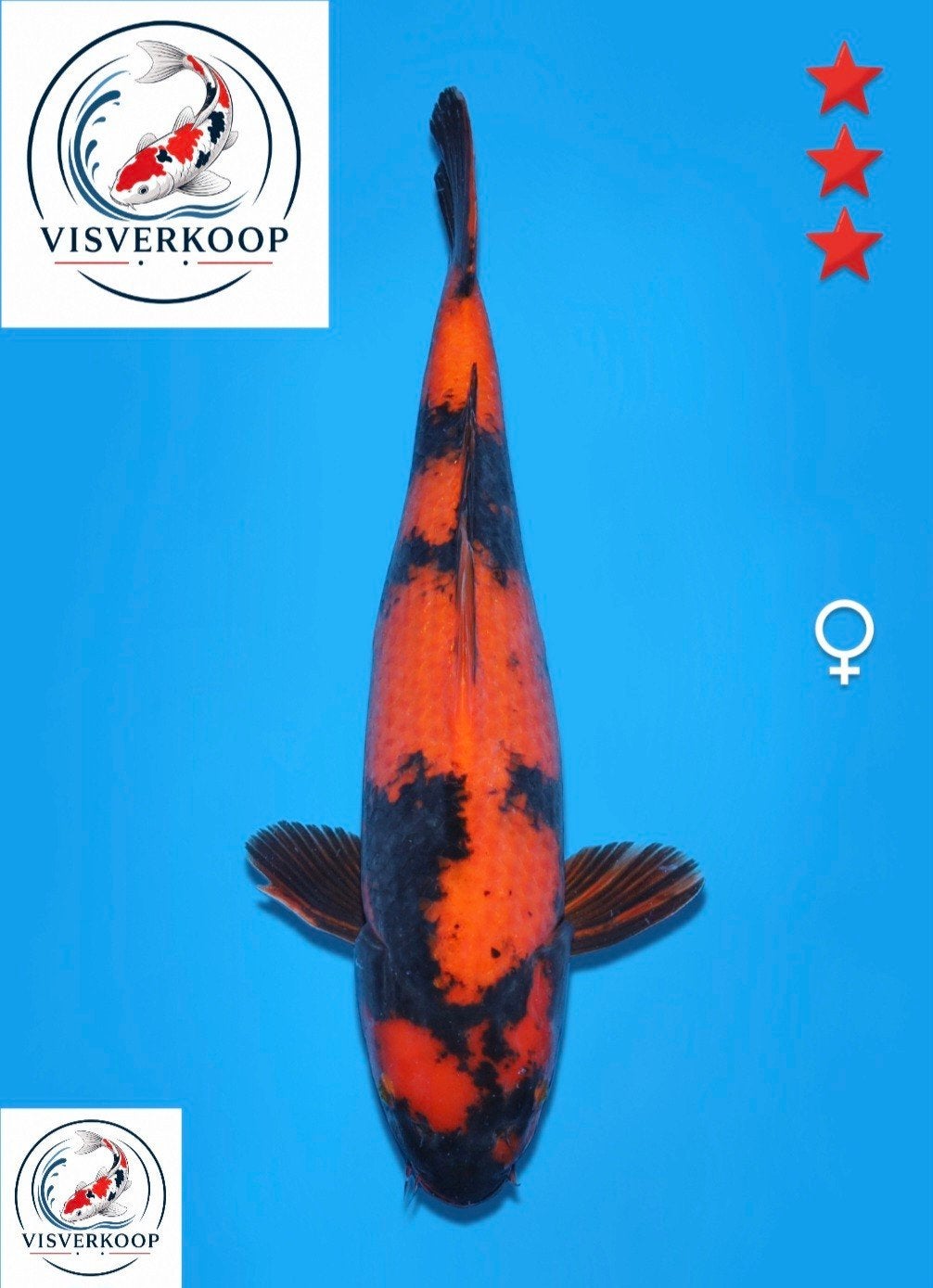 Koi Hi utsuri., Karper of Koi