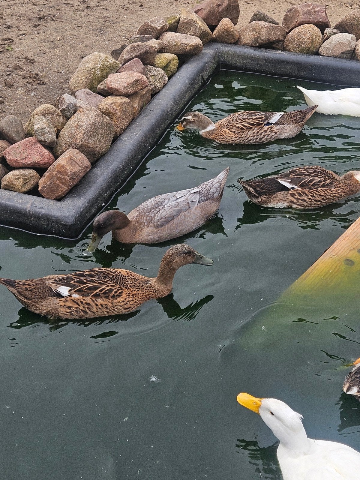 Eenden, Dieren en Toebehoren, Pluimvee, Mannelijk, Eend