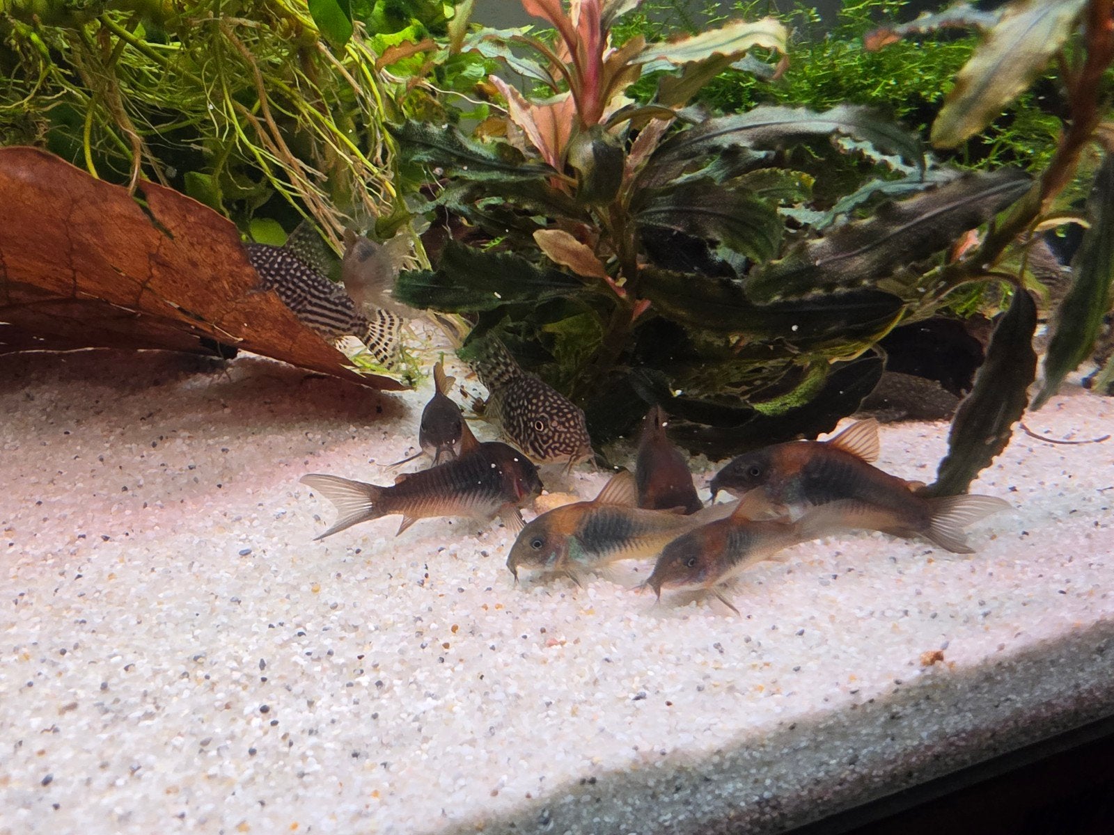 Corydoras Orange Venezuela, Dieren en Toebehoren, Vissen | Aquariumvissen, Vis