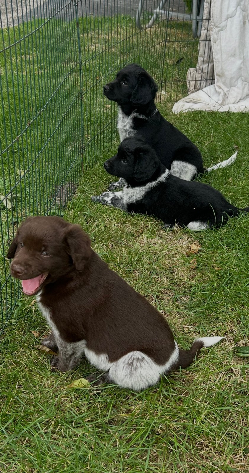 3 jonge staby pups., Overige rassen, 8 tot 15 weken, Parvo, Meerdere