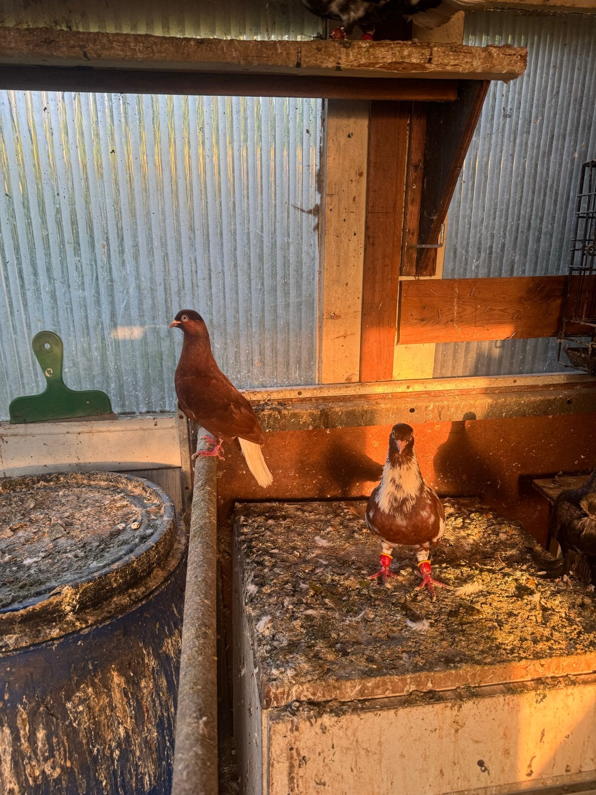 Te koop, Dieren en Toebehoren, Vogels | Duiven, Mannelijk, Postduif