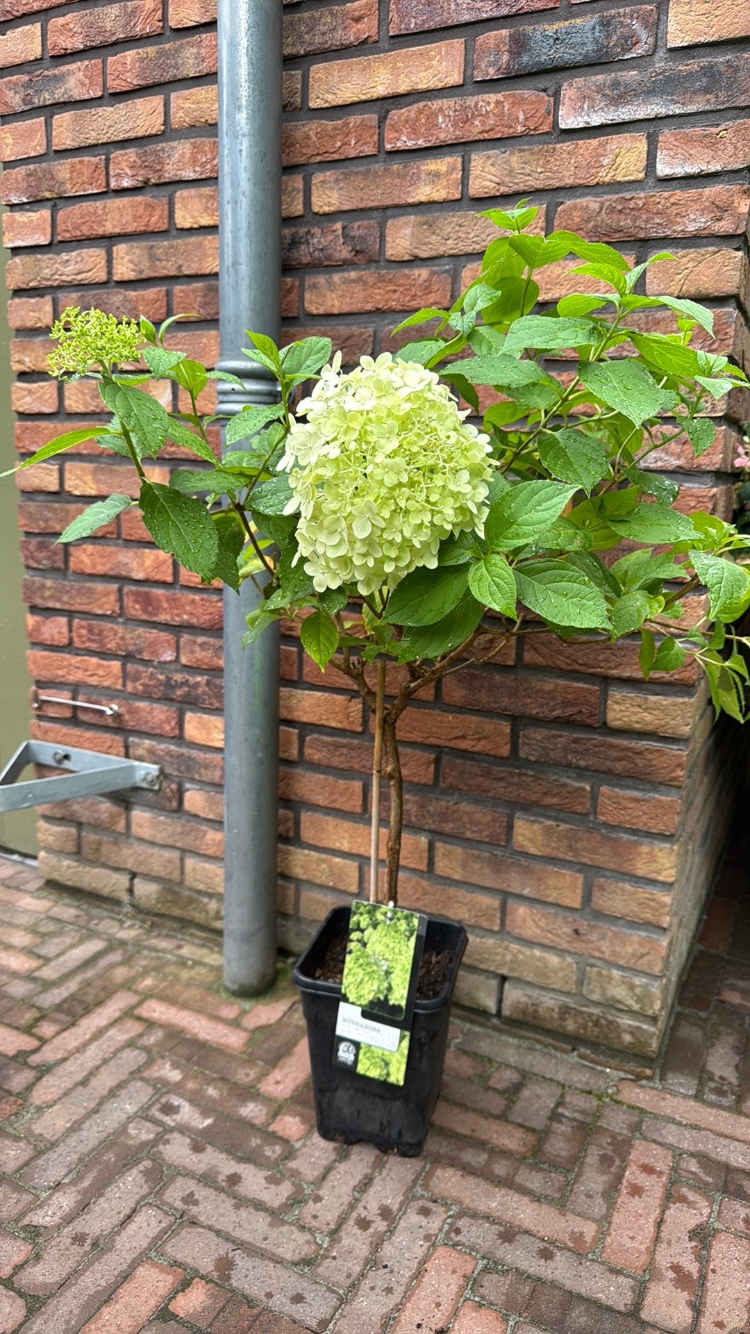 Pluimhortensia op stam - Hydrangea paniculata 'Limelight', Ophalen, Overige soorten, Halfschaduw