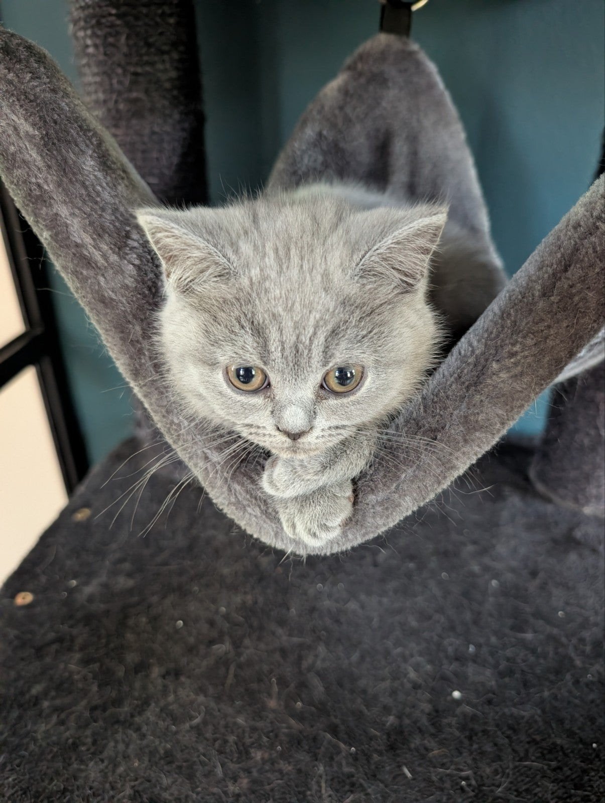 Britse korthaar kitten, nog eentje beschikbaar!, Dieren en Toebehoren, Poes, Ontwormd