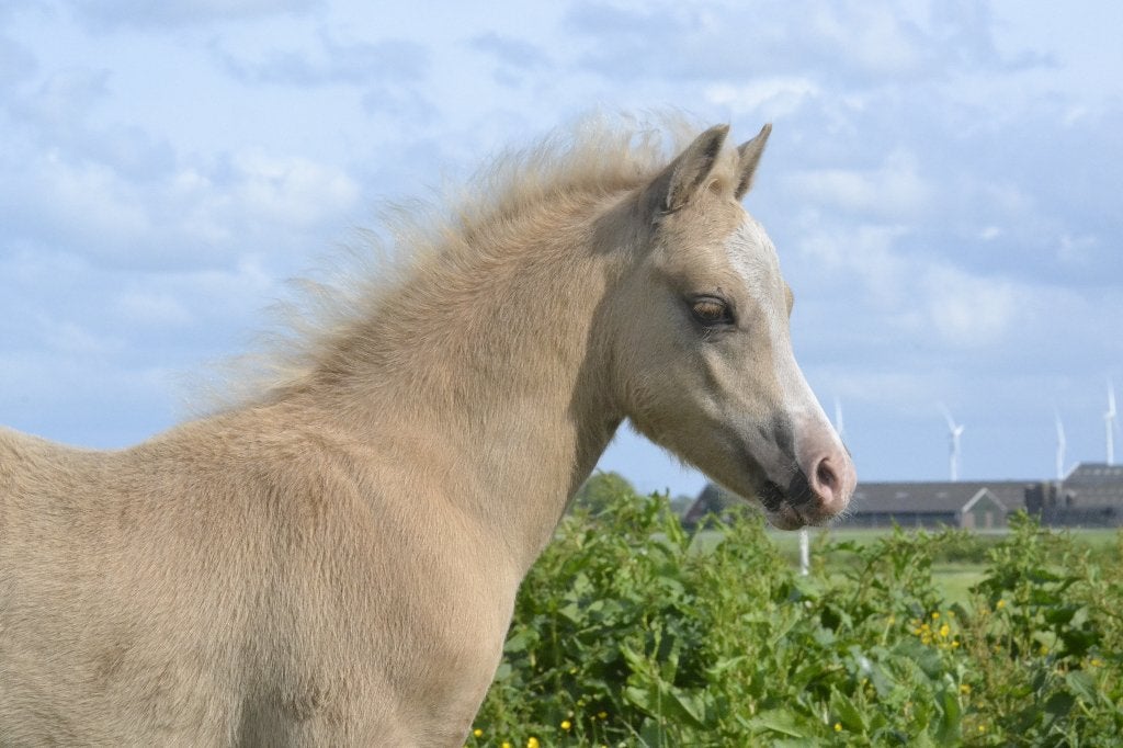 Twee Welsh A hengstveulens, palomino's, Dieren en Toebehoren, Hengst, B pony (1.17m tot 1.27m), Met stamboom, 0 tot 2 jaar