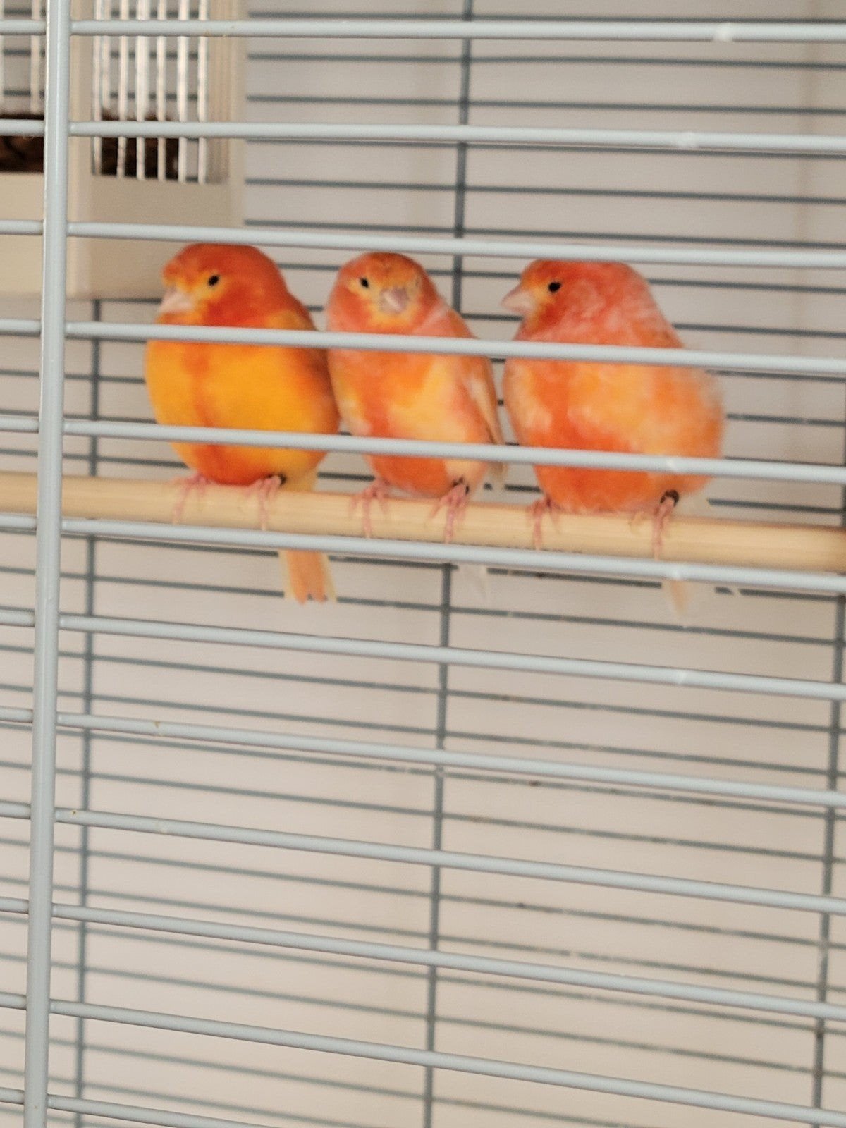 vijf mannen kanarie 3 Rood & 1 oranje  & 1 wit, Dieren en Toebehoren, Vogels | Kanaries, Mannelijk, Kleurkanarie