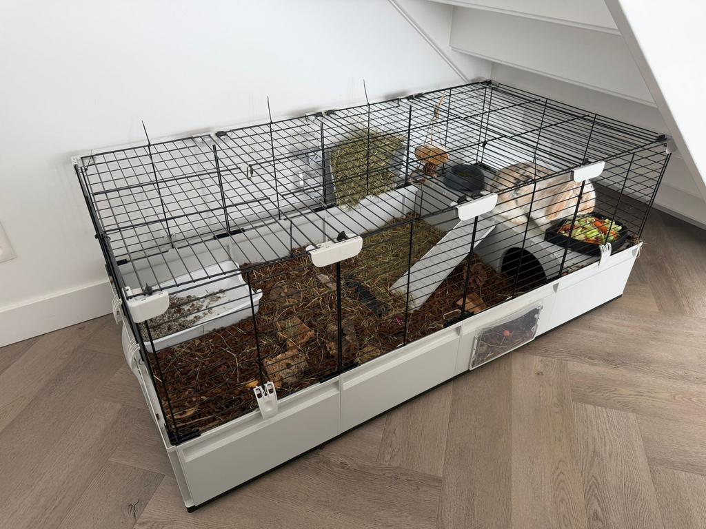 Konijn compleet met hok en paspoort, Dieren en Toebehoren, Konijnen, Mannelijk, Middelgroot, Hangoor, 0 tot 2 jaar