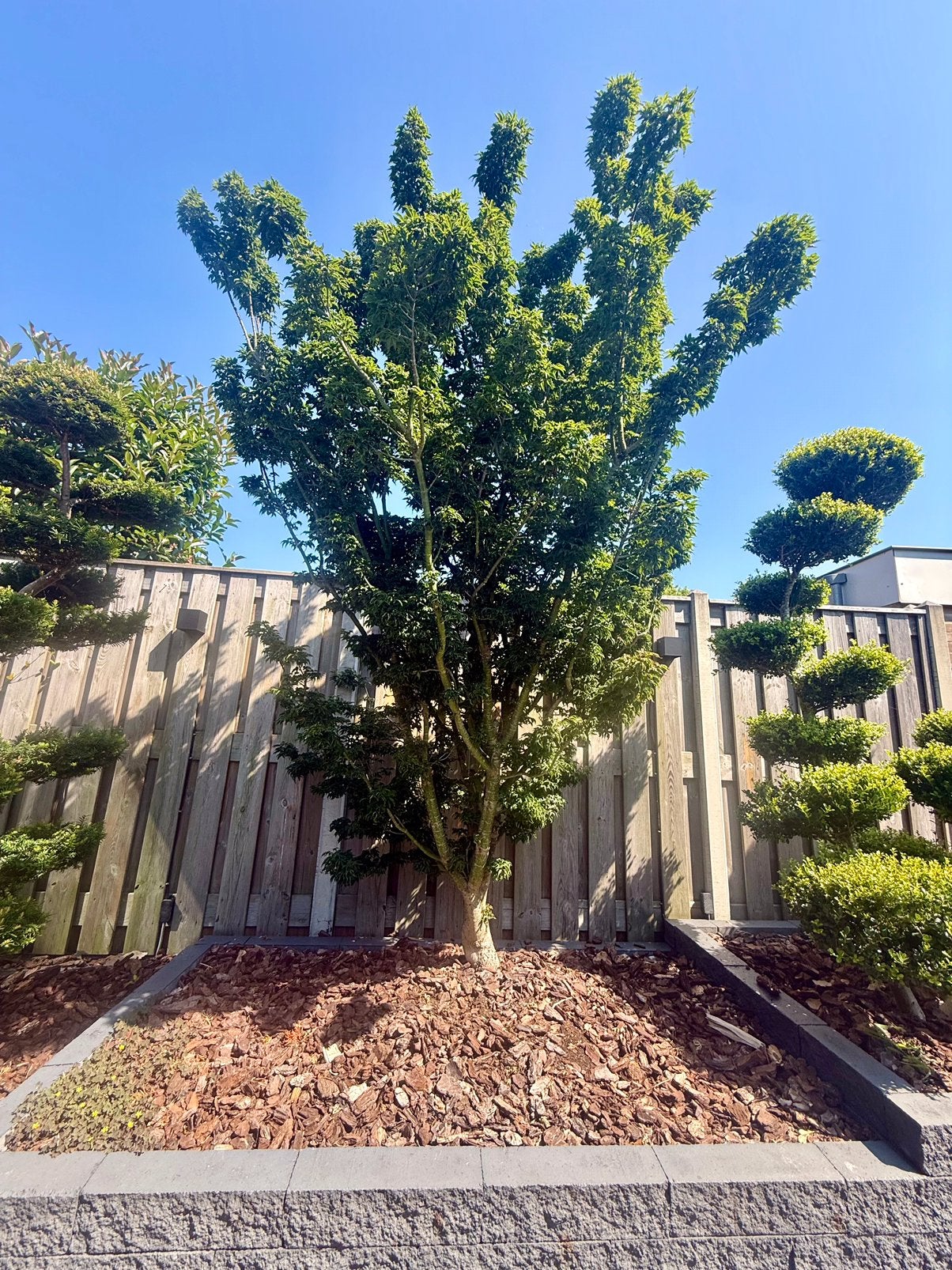 Japanse esdoorn Shisigashira acer palmatum, Bloeit niet, Halfschaduw, 100 tot 250 cm, Overige soorten