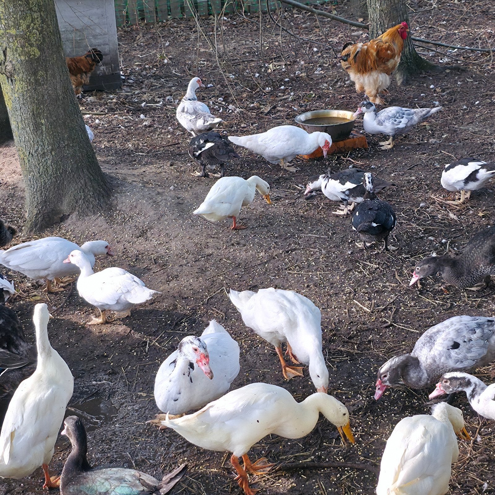 loopeend dames wit, Dieren en Toebehoren, Vrouwelijk, Eend