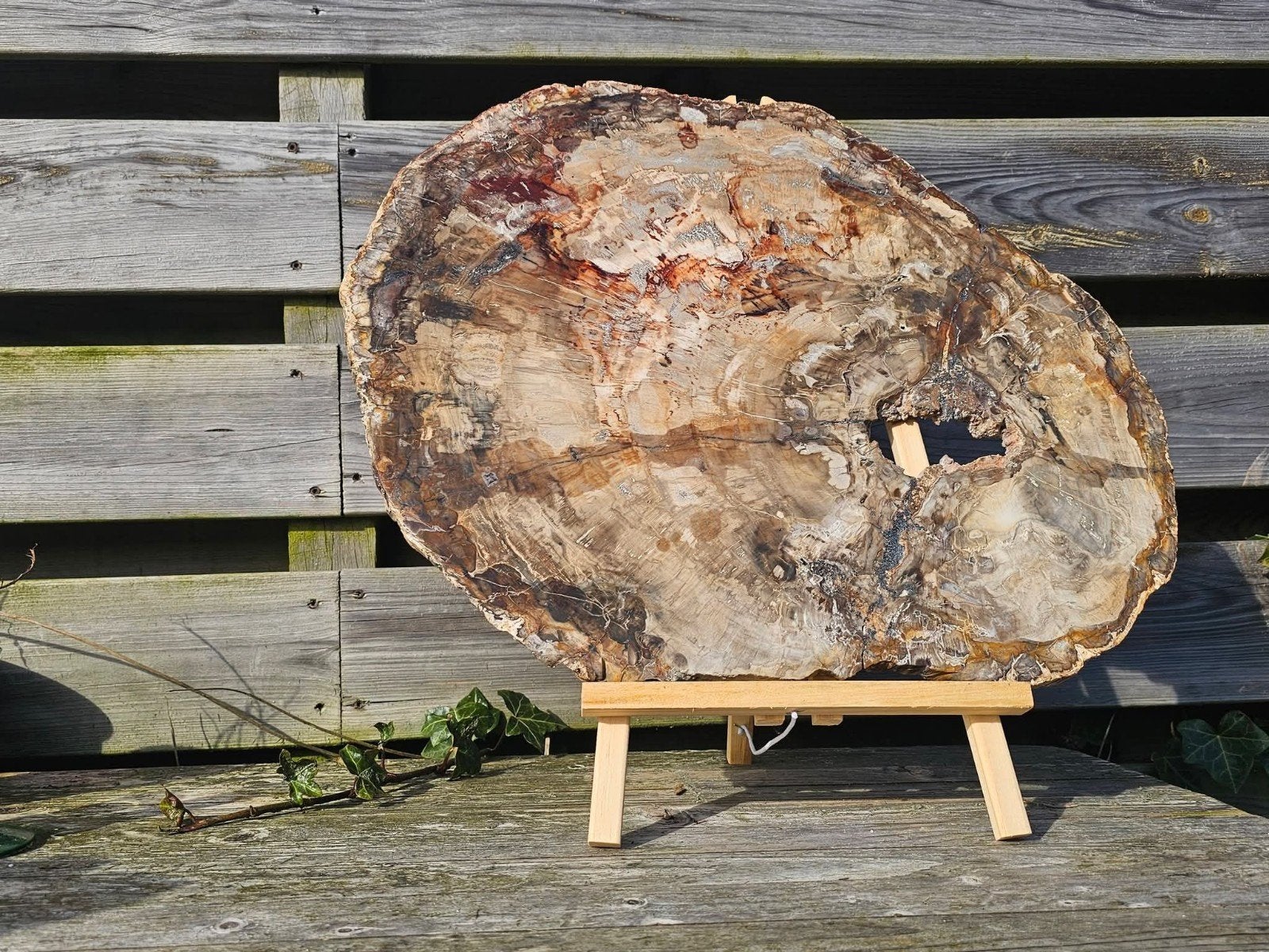 XXL versteend hout schijf 5,6 kg van €393 nu 35% korting, Ophalen of Verzenden