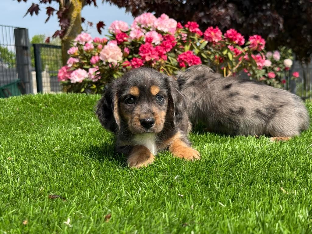 Blue merle langharige dwerg teckel pups tekkel, Nederland, Parvo, 8 tot 15 weken, Dwerg