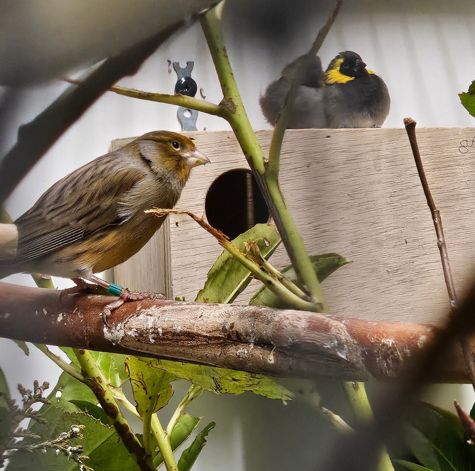 Kanaries zang en 1 timbrado, Dieren en Toebehoren, Vogels | Kanaries, Meerdere dieren, Kleurkanarie