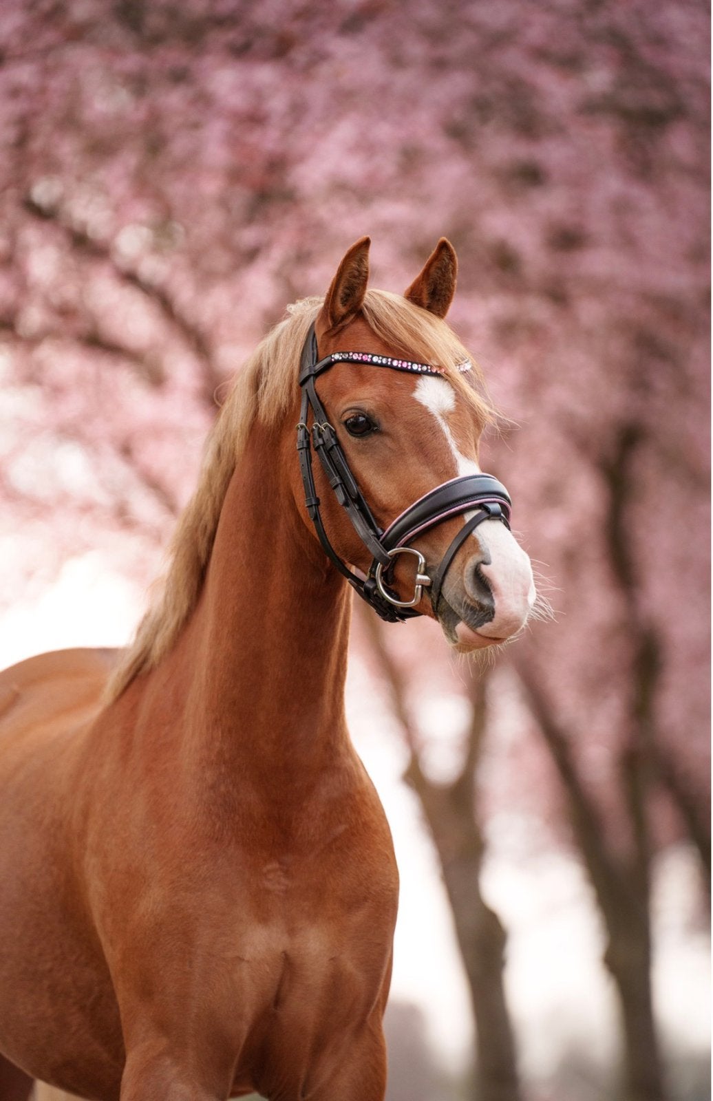 Lieve welsh C ruin, Dieren en Toebehoren, Ruin, Dressuurpony, 3 tot 6 jaar, C pony (1.27m tot 1.37m)