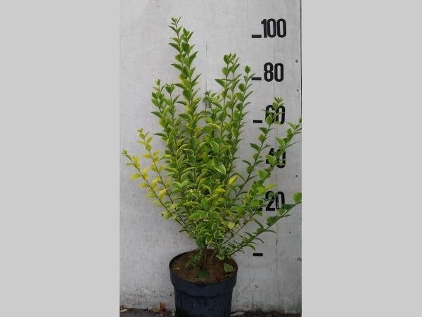 HAAG Ligustrum ovalifolium 'Aureum' Bonte Haagliguster, Overige soorten, Vaste plant, Verzenden, Halfschaduw