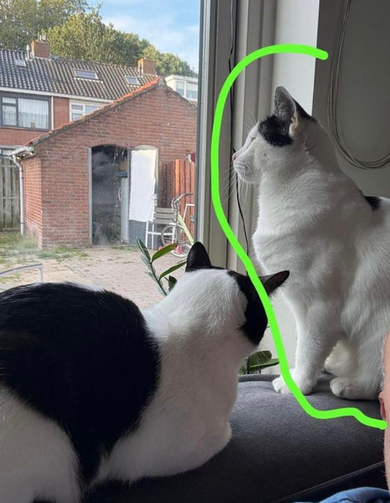 Kater gratis af te halen, Kater