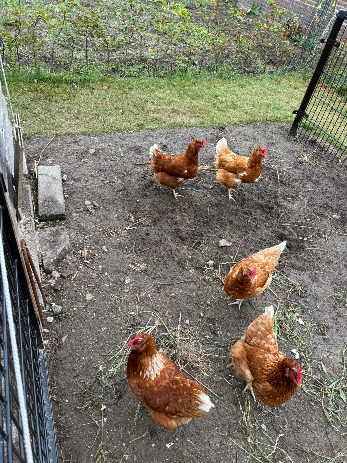 5 kippen te koop, Dieren en Toebehoren, Vrouwelijk, Kip