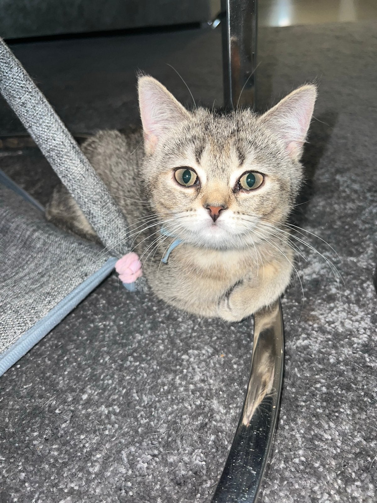 2 britse korthaar Golden Shaded direct beschikbaar!, Dieren en Toebehoren, Katten en Kittens | Raskatten | Korthaar, Meerdere dieren