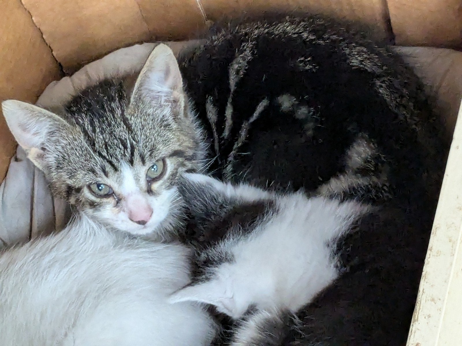 Schattige kittens., Dieren en Toebehoren, Meerdere dieren