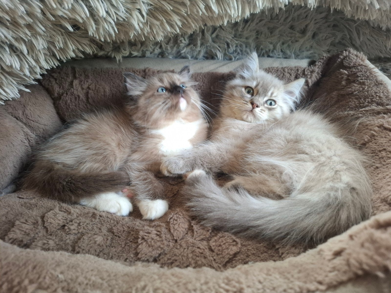 Prachtige Ragdoll kittens beschikbaar, Meerdere dieren