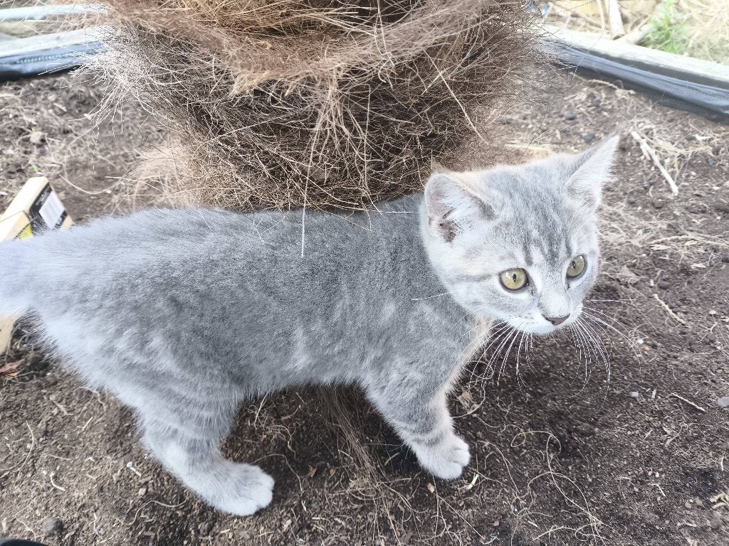 Half britse korthaar, Dieren en Toebehoren, Meerdere dieren, Ontwormd, 0 tot 2 jaar